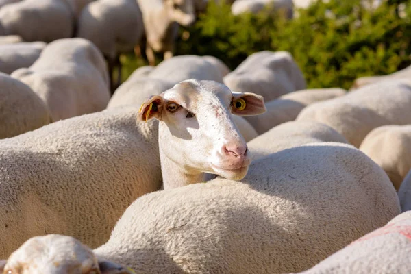 Κοπάδι Πρόβατα Βοσκής Tarter Canillo Της Ανδόρας — Φωτογραφία Αρχείου