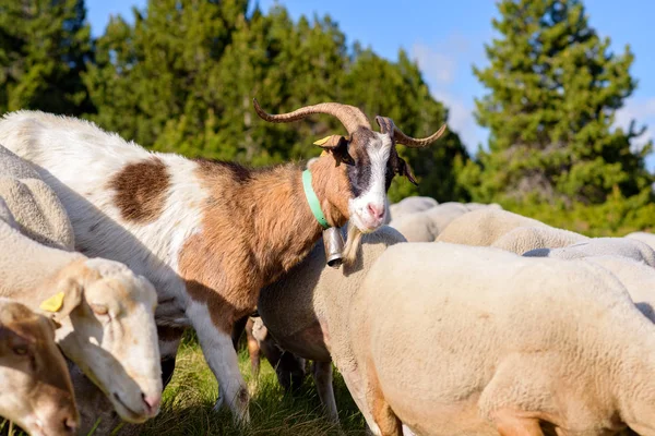 Κοπάδι Πρόβατα Βοσκής Tarter Canillo Της Ανδόρας — Φωτογραφία Αρχείου