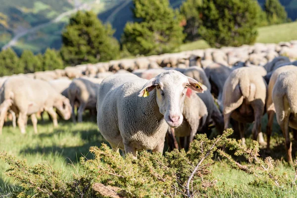 Κοπάδι Πρόβατα Βοσκής Tarter Canillo Της Ανδόρας — Φωτογραφία Αρχείου