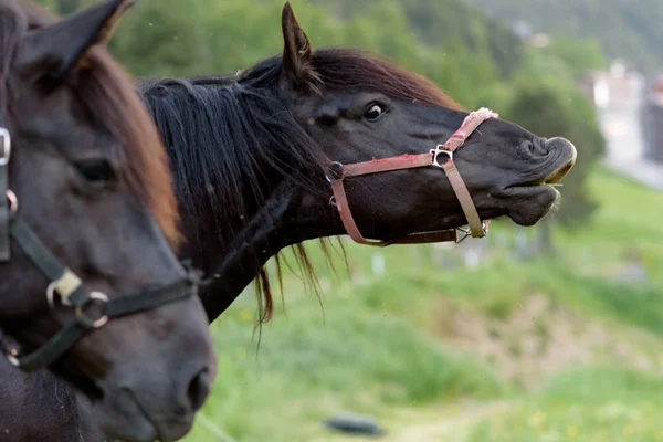 Horses Vall Incles Canillo Andorra — Stock Photo, Image