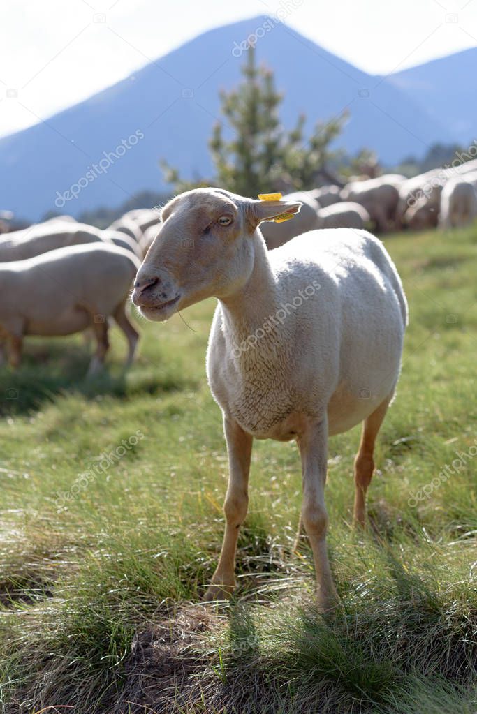 Flock of sheep grazing. El Tarter, Canillo, Andorra.
