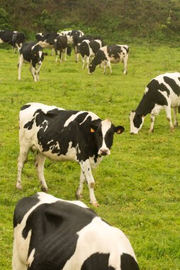 İnekler Sao Miguel, Islas Azores, Portekiz