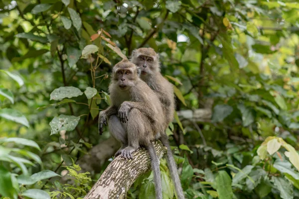 Macaco Java Indonésia — Fotografia de Stock