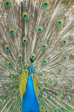 İspanya, Madrid 'de Peacock in Palacio gerçektir