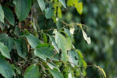 Kamboçya, Kamboçya 'da Biber Kamerası.