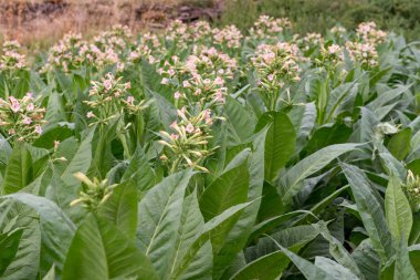 Tütün tarlaları Ransol, Andorra