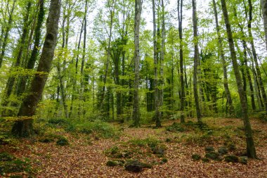 La Fageda d 'en Jorda manzarası, La Garrotxa, İspanya