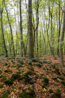 La Fageda d 'en Jorda manzarası, La Garrotxa, İspanya