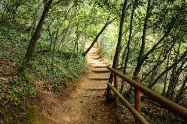La Fageda d 'en Jorda manzarası, La Garrotxa, İspanya