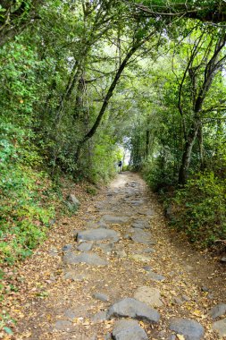 La Fageda d 'en Jorda manzarası, La Garrotxa, İspanya
