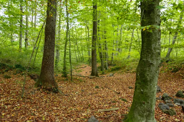 Kilátás Fageda Jorda Garrotxa Spanyolország — Stock Fotó