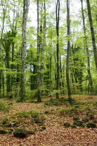 Uitzicht Fageda Jorda Garrotxa Spanje — Stockfoto