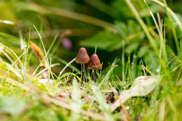 蘑菇夏天在 Incles 安道尔 安道尔 Valdincles — 图库照片