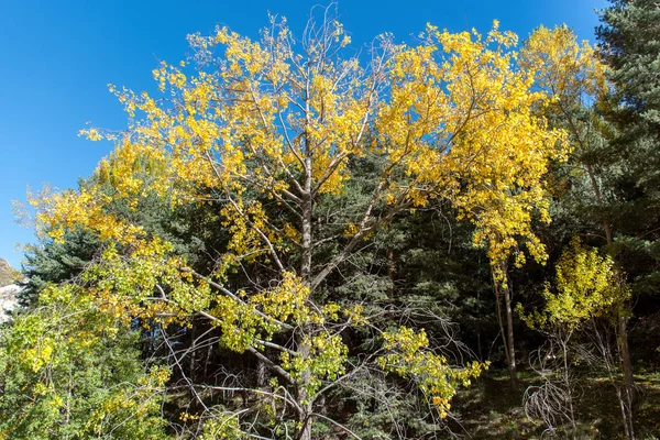 Foto Das Die Ankunft Des Herbstes Mit Schönen Gelben Bäumen — Stockfoto