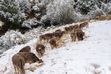 Bordes de Envalira, Canillo, Andorra ilk karda inek sürüsü