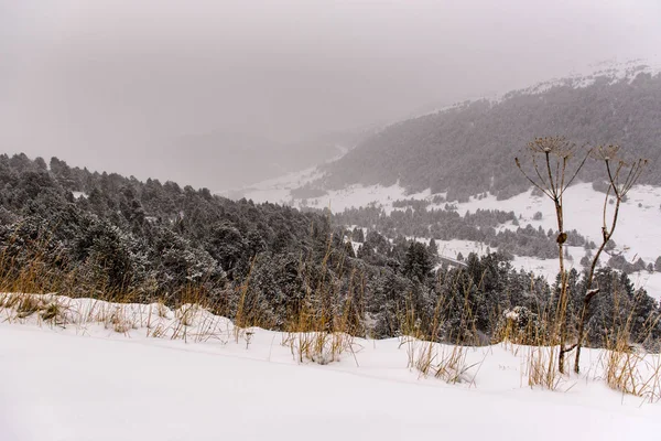 Première Neige Automne Canillo Andorre — Photo