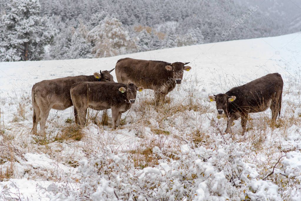 Herd of cows in the first snow in Bordes de Envalira, Canillo, Andorra
