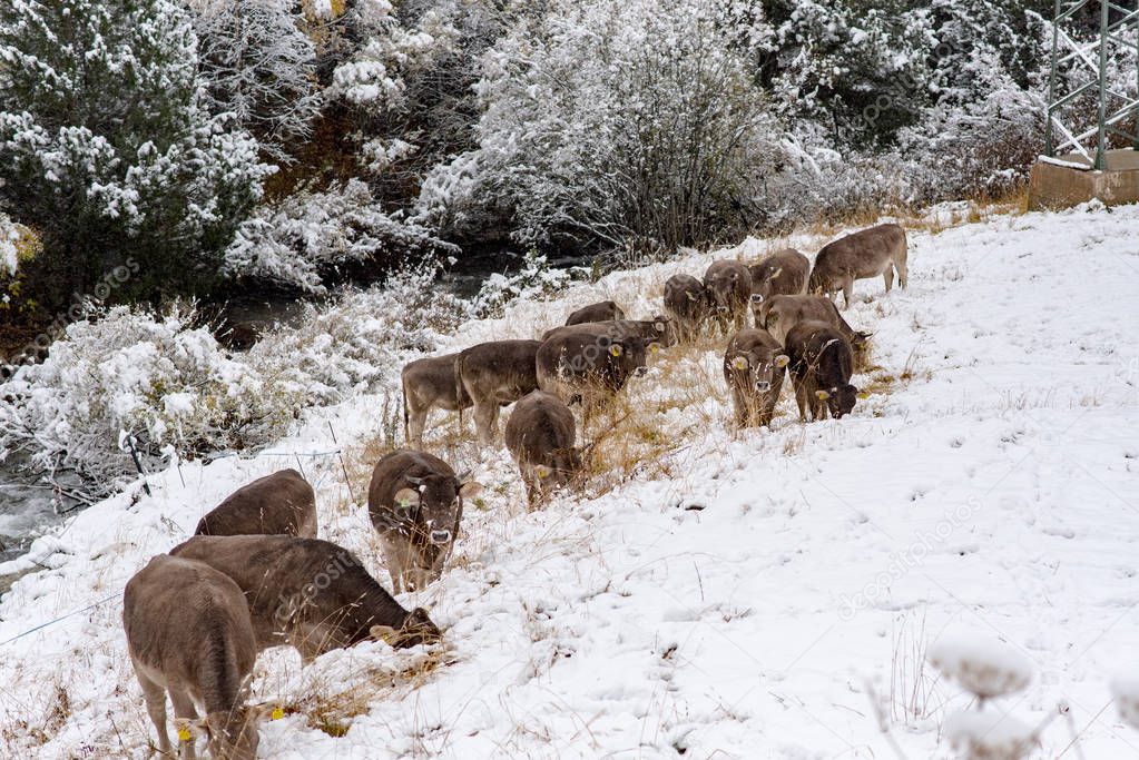 Herd of cows in the first snow in Bordes de Envalira, Canillo, Andorra