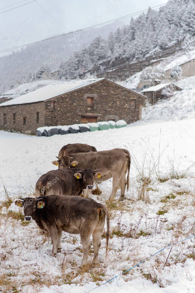 Herd of cows in the first snow in Bordes de Envalira, Canillo, Andorra