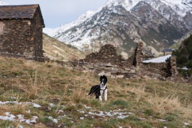 Tatlı siyah beyaz Sınır Collie köpeği Andorra 'daki dağda.