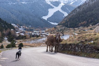 Kenar kömür ocağı köpek yavrusu Vall d'Incles, Canillo, Andorra'bir inek yüzler.
