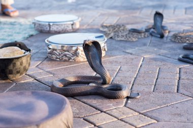 Snake Cobra Show in Fnaa, Marrakech, Morocco. clipart