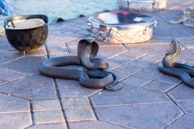 Snake Cobra Show in Fnaa, Marrakech, Morocco.