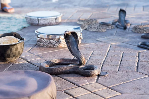 Snake Cobra Show in Fnaa, Marrakech, Morocco.