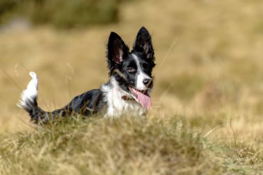 Andorra 'daki dağda şirin siyah beyaz bir Collie köpeği..