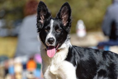 Andorra 'daki dağda şirin siyah beyaz bir Collie köpeği..