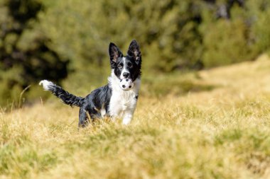Andorra 'daki dağda şirin siyah beyaz bir Collie köpeği..