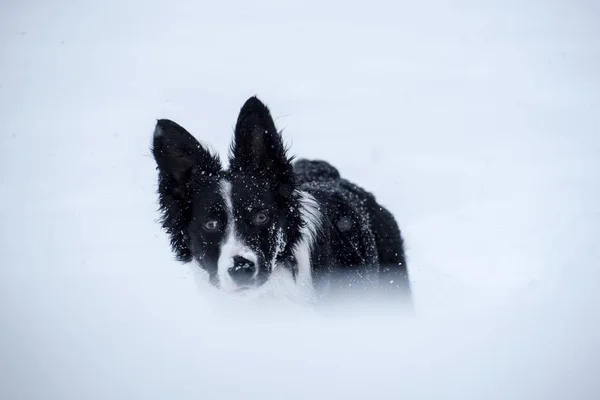 Adorable Portrait Mignon Collie Frontière Noire Blanche Avec Backgroun Blanc — Photo