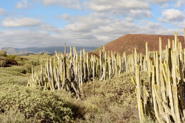 Los Cristianos plaj ve yaz tatili, Adeje Sahili Tenerife, İspanya üzerinde havadan görünümü