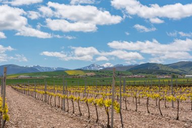 La Rioja'da üzüm bağı manzarası, İspanya.