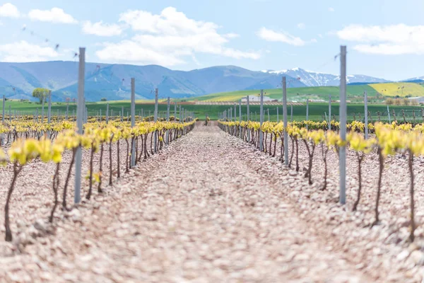 Vineyard landscape in La Rioja, Spain.