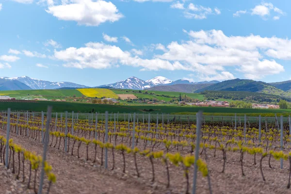 La Rioja'da üzüm bağı manzarası, İspanya.