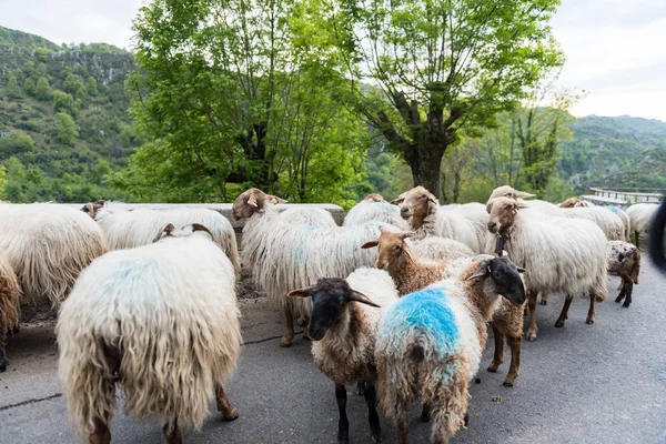 Κοπάδι Προβάτων Στο Εθνικό Πάρκο Picos Europa Ισπανία — Φωτογραφία Αρχείου