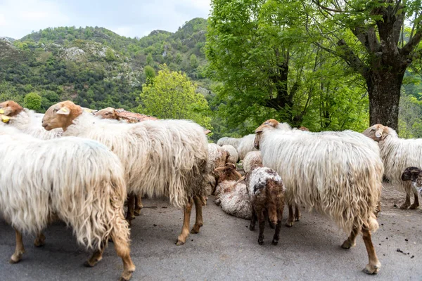 Stado Owiec Parku Narodowym Pios Europa Hiszpania — Zdjęcie stockowe