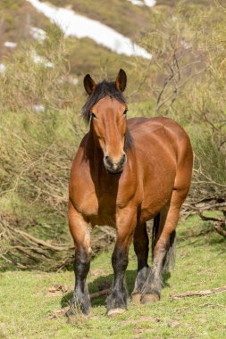 Picos de Europa Ulusal Parkı 'ndaki Vahşi Atlar, Cantabria, İspanya.