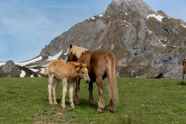 Дикие Лошади Национальном Парке Пикос Европа Кантеба Испания — стоковое фото