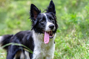 Andorra 'daki dağda şirin siyah beyaz bir Collie köpeği..
