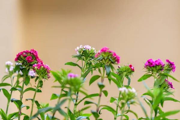 Gros plan de petites belles fleurs Pensies dans le jardin avec mélange — Photo