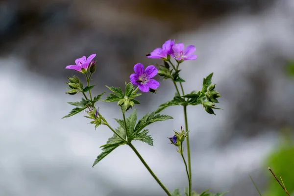 Fleurs Violettes Dans Camp Andorre — Photo