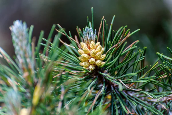 Cono de pino en Andorra . — Foto de Stock