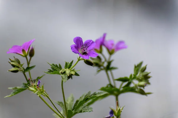 Fleurs Violettes Dans Camp Andorre — Photo