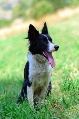 Ando dağda Sevimli siyah beyaz Border Collie köpek yavrusu