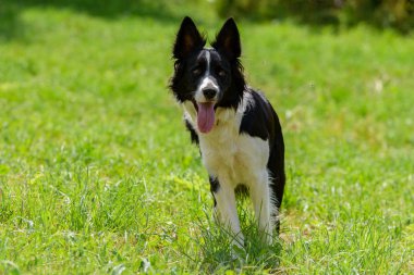 Ando dağda Sevimli siyah beyaz Border Collie köpek yavrusu