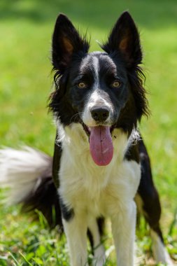 Ando dağda Sevimli siyah beyaz Border Collie köpek yavrusu