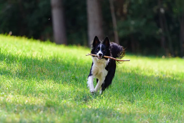 Anjing Collie perbatasan hitam dan putih yang lucu di gunung Ando — Stok Foto