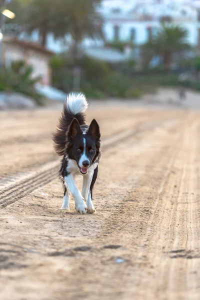 Border Collie Black White Beach Sunset — Stock Photo, Image